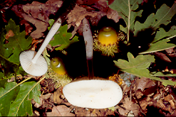 3 MOSCHETTIERI